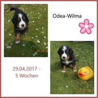 Odea-Wilma