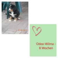 Wilma_8