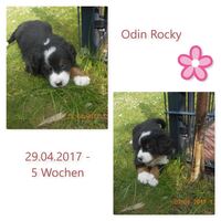 Odin Rocky