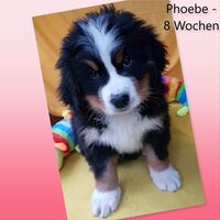 Phoebe-HP
