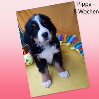 Pippa-HP